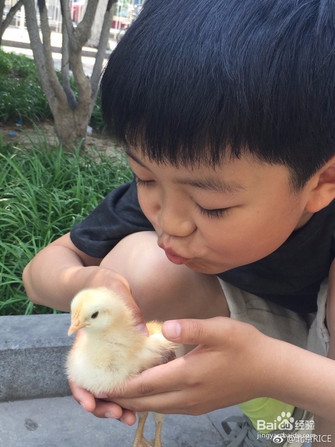 小鸡饲养说明书