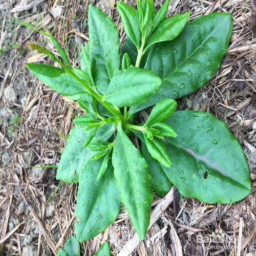 吃人參菜對身體有什麼好處?