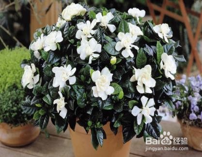 栀子花上有白色的粉状虫子,怎么去除呢