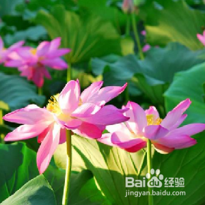 夏天吃什么鱼比较好