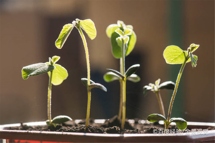 毛豆番茄豆腐羹怎么做