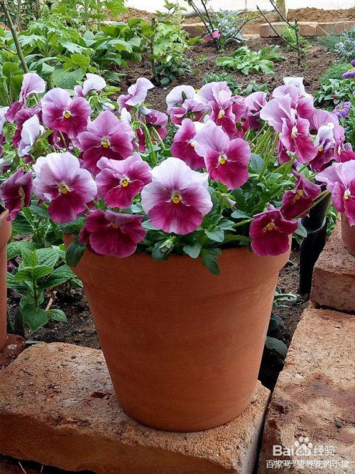 蝴蝶梅的扦插方法