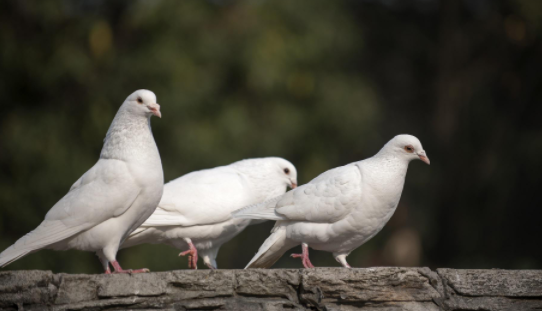 鸽子吉祥语有哪些