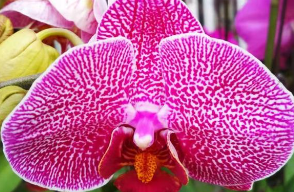 春节花市都卖什么花