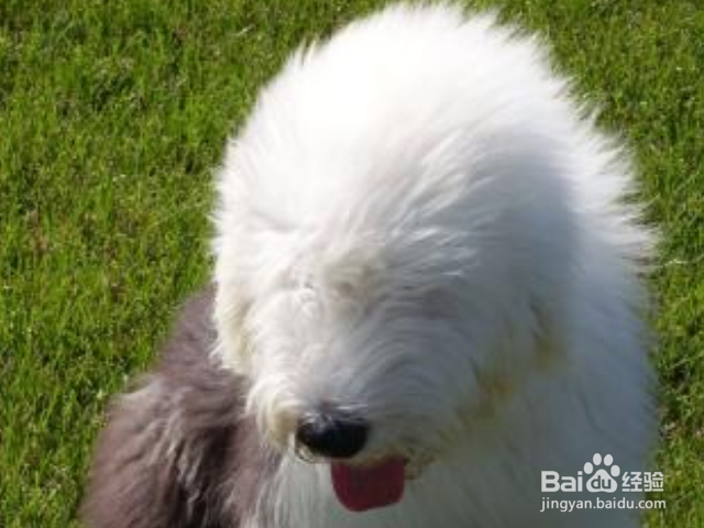 英国古代牧羊犬幼犬应该怎么喂养