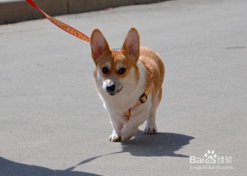 如何鉴别柯基犬