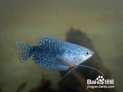 蓝曼龙怎么分公母图解?