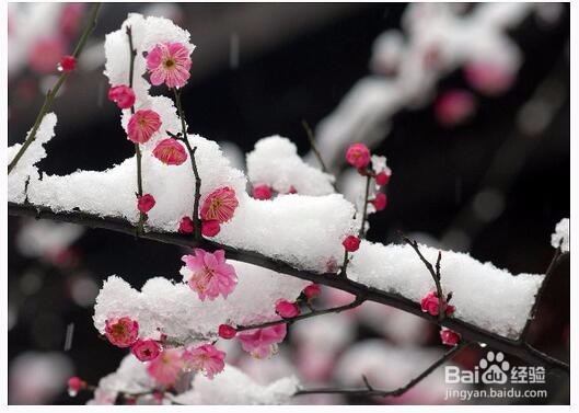 如何区分梅花、樱花、桃花、海棠