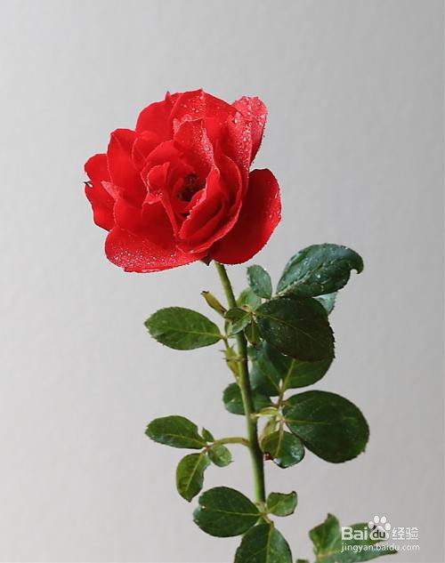 怎样利用PS中的曲线对图像进行局部调色