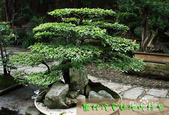 栀子花不开花怎么办