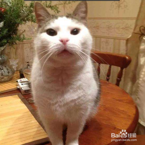 猫咪牙齿的日常护理有哪些