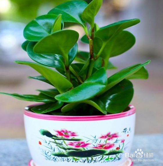 养殖的碧玉花烂根是什么情况？