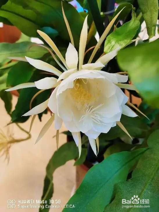 小时候的晚饭花,总在吃饭时开花,现在却少见