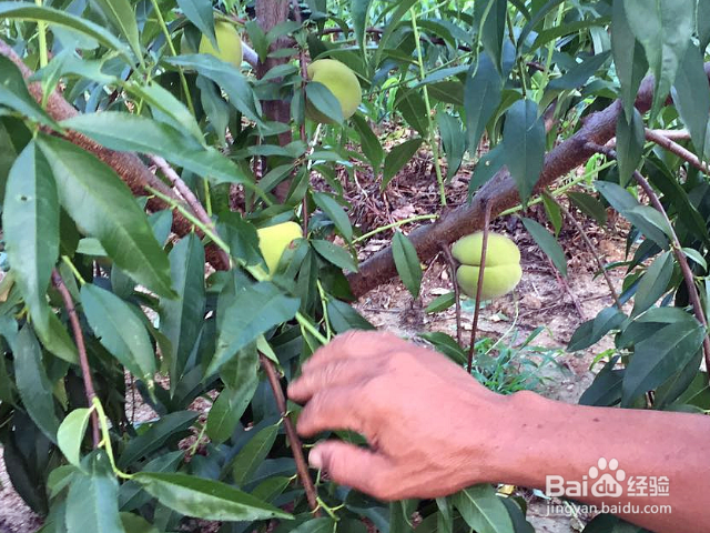 桃树枝怎么接嫁？