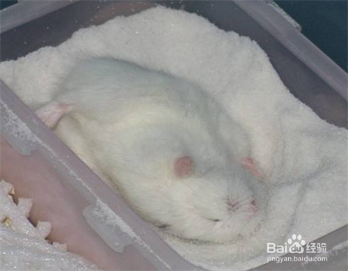 喵桑仓鼠饲养的指南