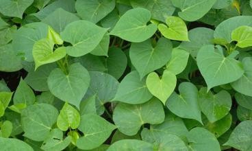 红薯叶子都有哪些好处