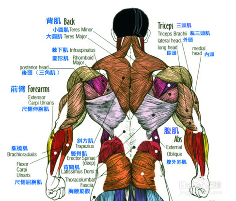 背部肌肉群介绍及重要性