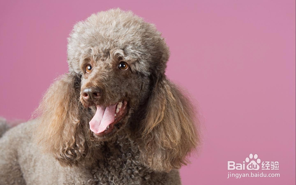 赛级贵宾犬的美容方法
