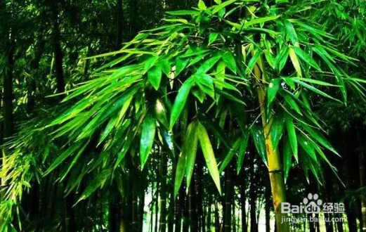 竹子叶子发黄是怎么回事?