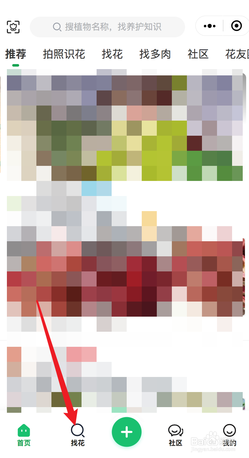 金枝玉叶扦插教程