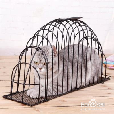 猫猫刚到家有什么需要注意的