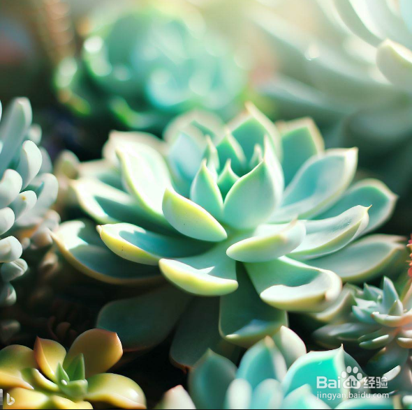 玉坠多肉怎么养爆盆