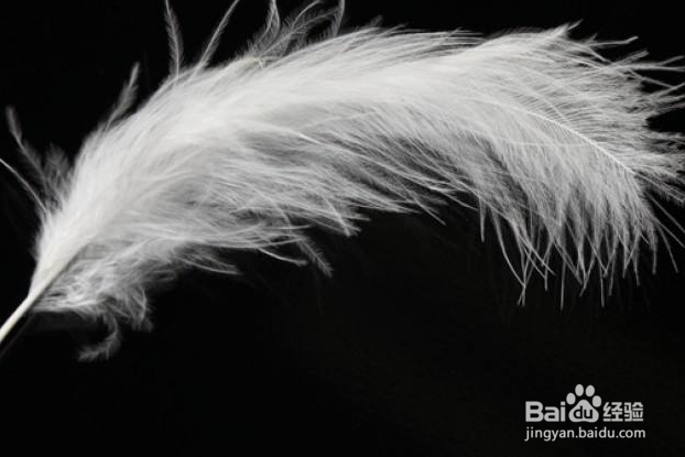 轻松学PS用通道工具简单快速抠出羽毛