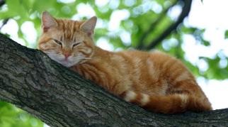 猫咪吹空调有什么禁忌