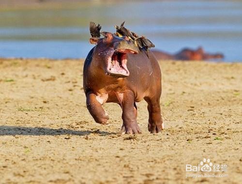 河马拉屎为什么甩尾巴