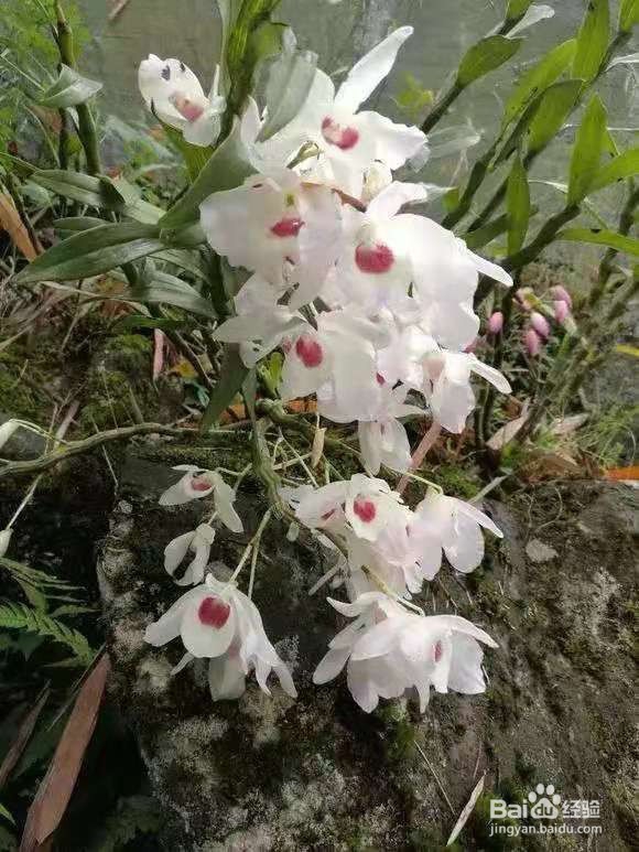 3种花“疾病”不喜欢，养1盆，一家老小身体好