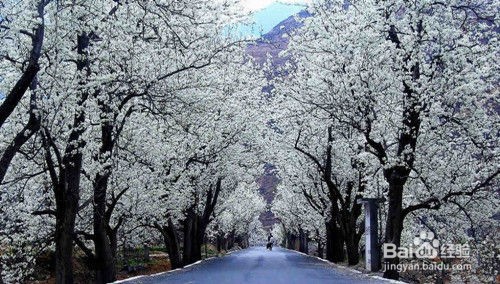 金川看梨花攻略