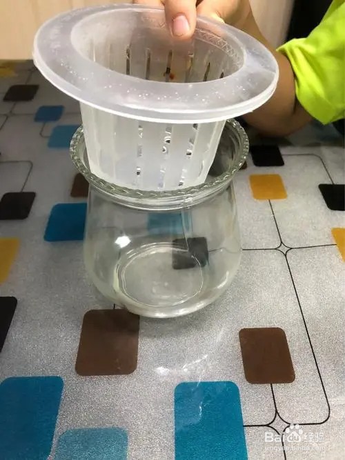红薯怎么水培发芽
