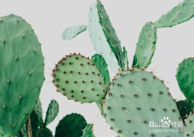 地板革去味妙招