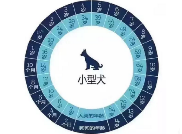 泰迪狗与人类年龄对照表