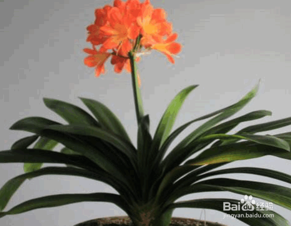 君子兰浇水的正确方法