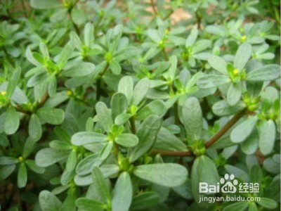 盘点那些容易致流产的食物