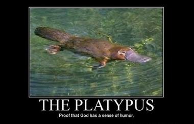 自然界十大活化石 你知道几个？