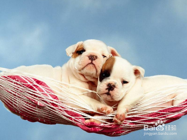 怎么让狗狗保持安静？