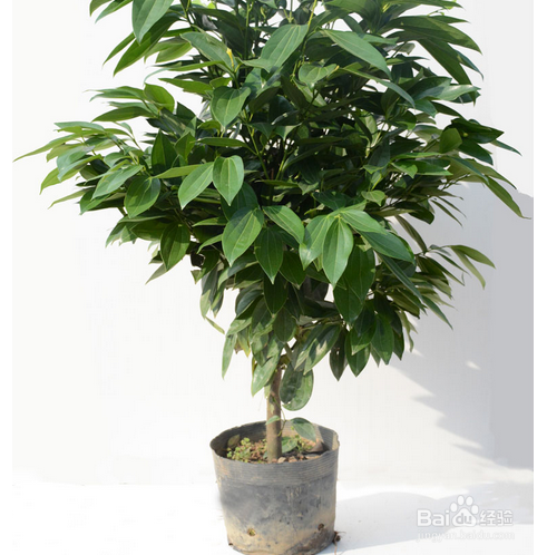 平安树的养殖方法和注意事项