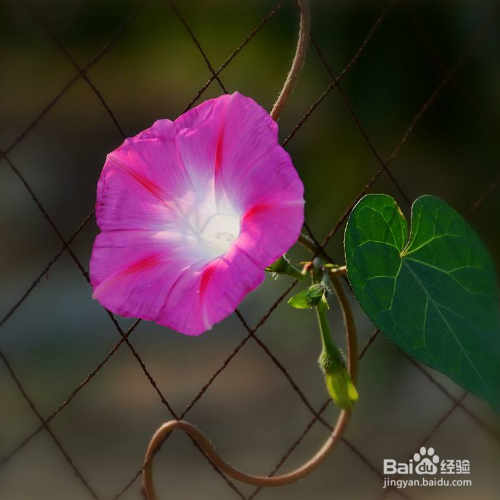 刚买来的牵牛花怎么养？