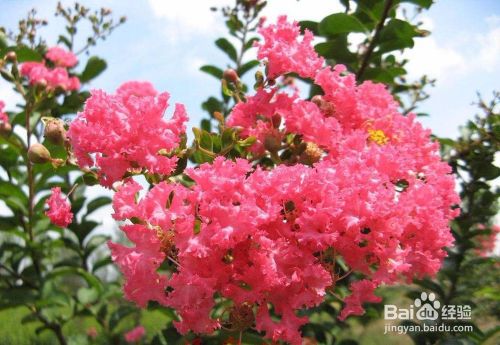 不同的场合应该分别送什么鲜花？