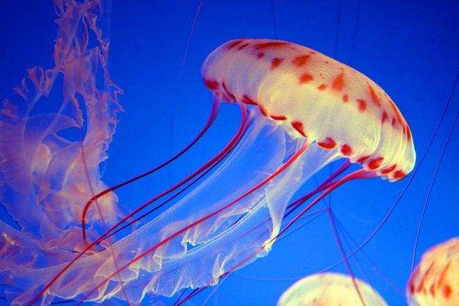 海洋种类最多的生物是什么