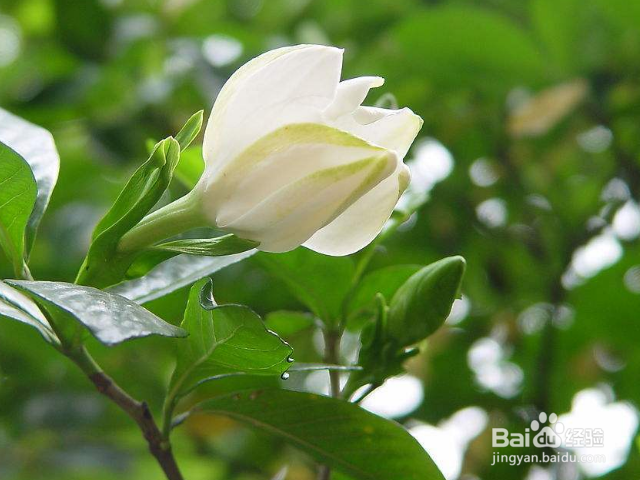 栀子花叶子枯了怎么办