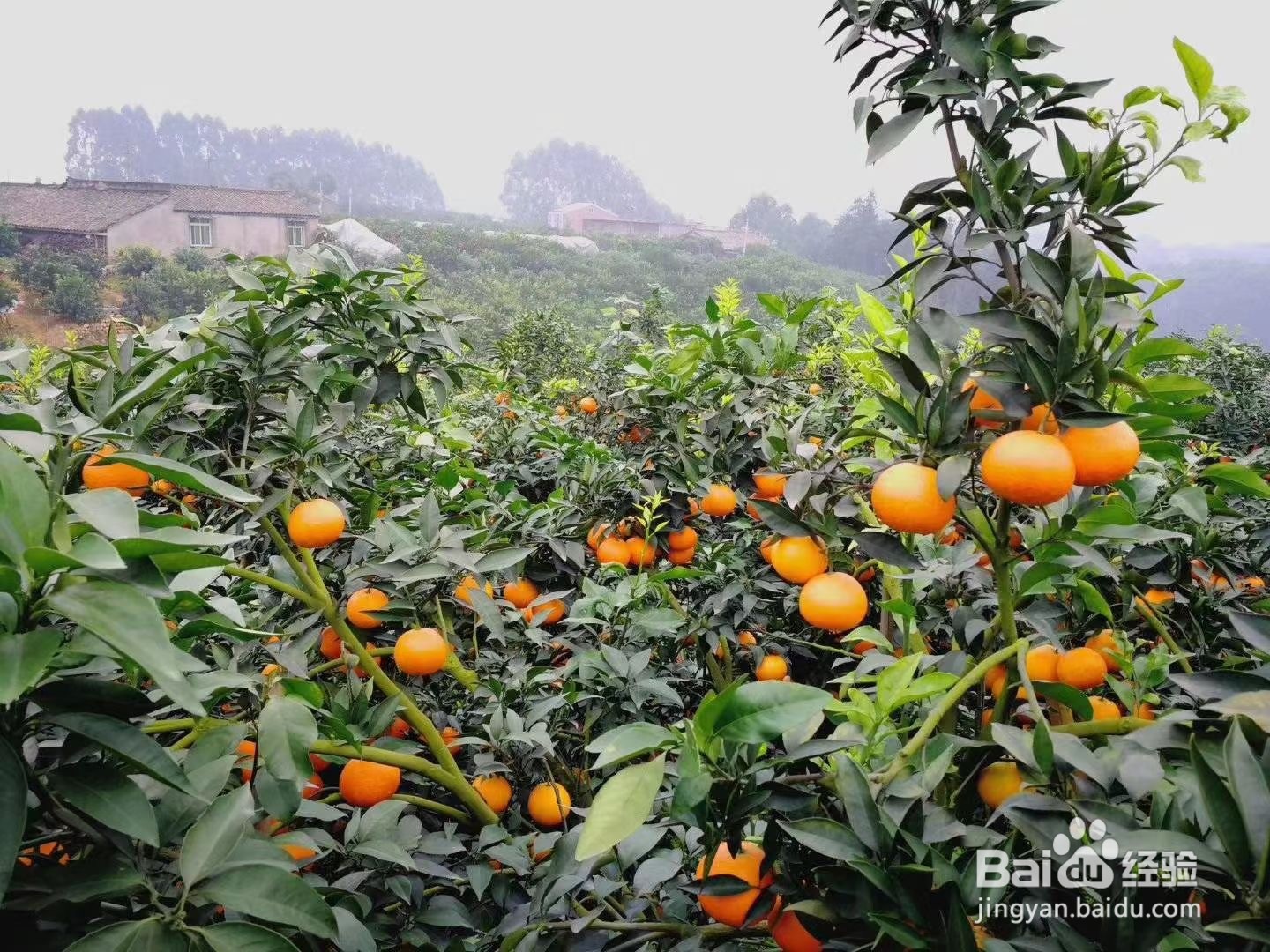 螺虫乙酯使用注意事项
