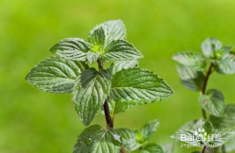 薄荷有什么功效以及薄荷怎么食用