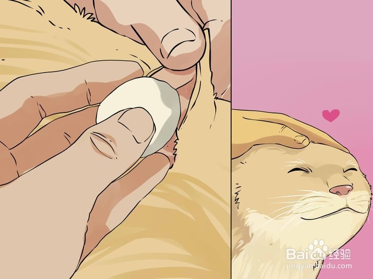 如何清洁猫咪的耳朵?