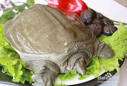 甲鱼的功效与作用 百度经验