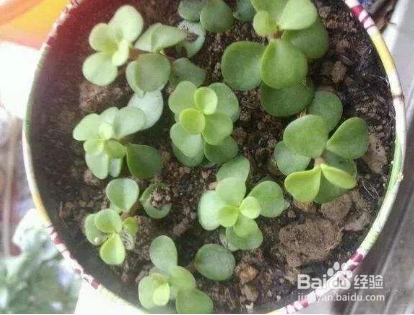 金枝玉叶移盆后叶子掉光了怎么办