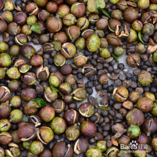 茶花种子怎么种植 百度经验 茶花种子怎么种植 百度经验