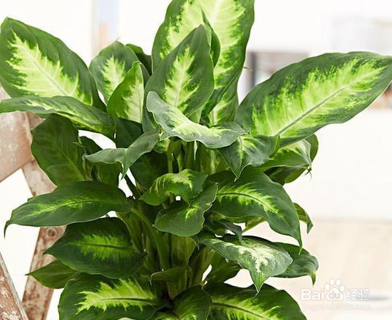 没有光照也能养好的植物怎么选？